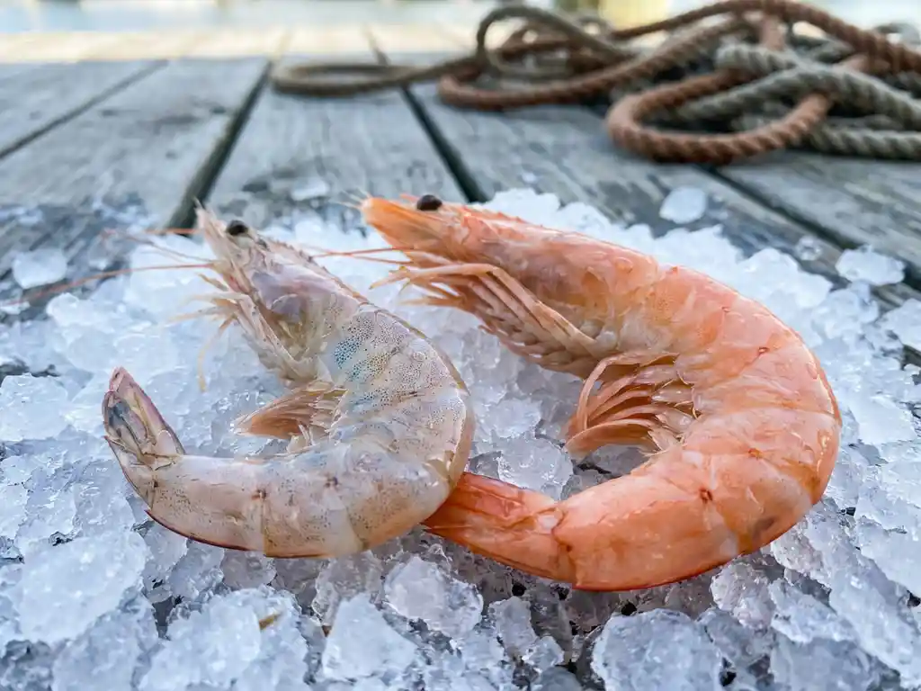 Wilde garnaal met doorschijnende schaal naast gekweekte garnaal op crushed ijs, houten kade met touwen op achtergrond